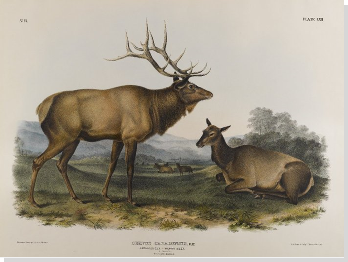	Illustration of the extinct elk subspecies_Cervus canadensis canadensis__John James Audubon circa 1845
